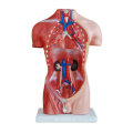 42CM Male Torso Anatomisches Modell (13 Teile), menschliches Torso Modell